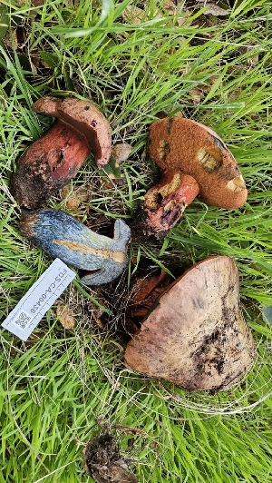  ( - FDS-CA-00436)  @11 [ ] by-nc (2024) Thea Chesney Fungal Diversity Survey