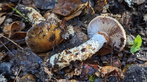  ( - FDS-CA-01779)  @11 [ ] c (2024) Michelle C. Torres-Grant Fungal Diversity Survey