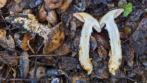  ( - FDS-CA-01779)  @11 [ ] c (2024) Michelle C. Torres-Grant Fungal Diversity Survey
