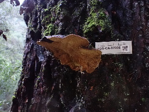  ( - FDS-CA-02396)  @11 [ ] by-nc (2024) Jaren Hockert Fungal Diversity Survey