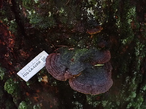  ( - FDS-CA-02396)  @11 [ ] by-nc (2024) Jaren Hockert Fungal Diversity Survey