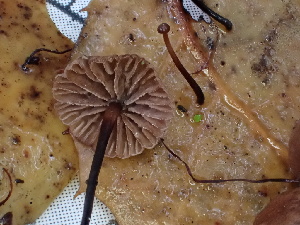  ( - FDS-CA-02308)  @11 [ ] by-nc (2024) Jaren Hockert Fungal Diversity Survey