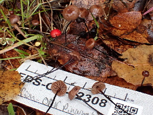  ( - FDS-CA-02308)  @11 [ ] by-nc (2024) Jaren Hockert Fungal Diversity Survey
