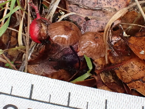  ( - FDS-CA-02308)  @11 [ ] by-nc (2024) Jaren Hockert Fungal Diversity Survey