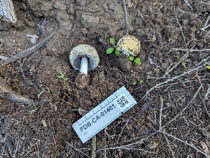  ( - FDS-CA-01401)  @11 [ ] by-nc (2024) Stu Pickell Fungal Diversity Survey