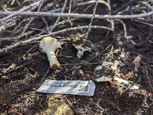  ( - FDS-CA-01402)  @11 [ ] by-nc (2024) Stu Pickell Fungal Diversity Survey