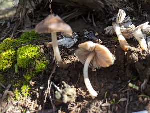  ( - FDS-CA-01410)  @11 [ ] by-nc (2024) Stu Pickell Fungal Diversity Survey