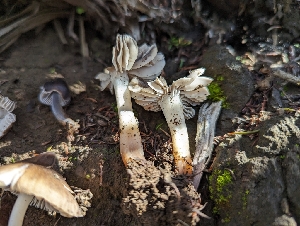  ( - FDS-CA-01410)  @11 [ ] by-nc (2024) Stu Pickell Fungal Diversity Survey