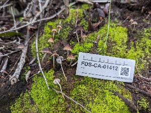  (Mycena sp. CA24 - FDS-CA-01412)  @11 [ ] by-nc (2024) Stu Pickell Fungal Diversity Survey