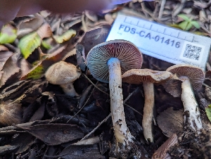  (Cortinarius sp. CA17 - FDS-CA-01416)  @11 [ ] by-nc (2024) Stu Pickell Fungal Diversity Survey