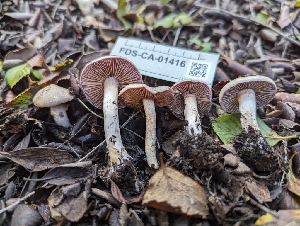  ( - FDS-CA-01416)  @11 [ ] by-nc (2024) Stu Pickell Fungal Diversity Survey