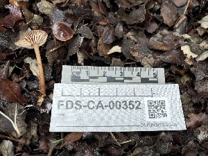  ( - FDS-CA-00352)  @11 [ ] by-nc (2024) Christian Schwarz Fungal Diversity Survey
