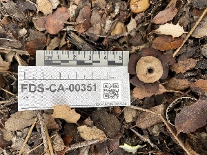  ( - FDS-CA-00351)  @11 [ ] by-nc (2024) Christian Schwarz Fungal Diversity Survey