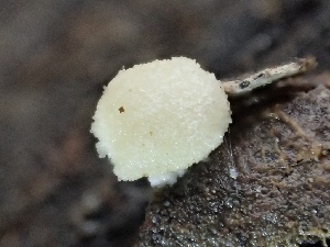  ( - FDS-CA-00369)  @11 [ ] by-nc (2024) Christian Schwarz Fungal Diversity Survey