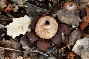  ( - FDS-CA-00351)  @11 [ ] by-nc (2024) Christian Schwarz Fungal Diversity Survey