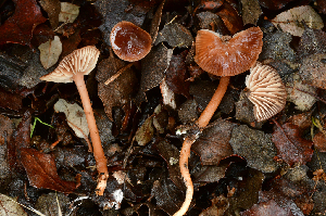  ( - FDS-CA-00352)  @11 [ ] by-nc (2024) Christian Schwarz Fungal Diversity Survey