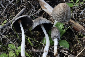  (Coprinopsis sp. lagopus-PNW06 - FDS-CA-00765)  @11 [ ] by-nc (2024) Taye Bright Fungal Diversity Survey