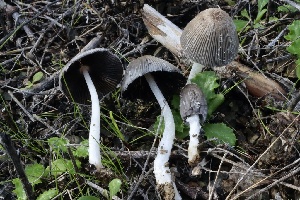  ( - FDS-CA-00765)  @11 [ ] by-nc (2024) Taye Bright Fungal Diversity Survey