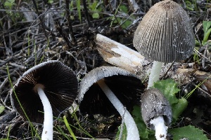  ( - FDS-CA-00765)  @11 [ ] by-nc (2024) Taye Bright Fungal Diversity Survey