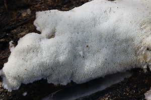  ( - FDS-CA-00784)  @11 [ ] by-nc (2024) Taye Bright Fungal Diversity Survey