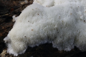  ( - FDS-CA-00784)  @11 [ ] by-nc (2024) Taye Bright Fungal Diversity Survey