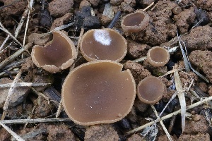  ( - FDS-CA-00773)  @11 [ ] by-nc (2024) Taye Bright Fungal Diversity Survey