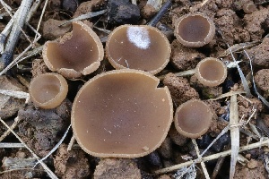  (Peziza sp. CA05 - FDS-CA-00773)  @11 [ ] by-nc (2024) Taye Bright Fungal Diversity Survey