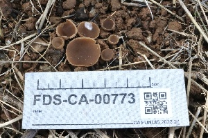  ( - FDS-CA-00773)  @11 [ ] by-nc (2024) Taye Bright Fungal Diversity Survey