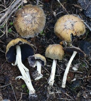  ( - FDS-CA-00774)  @11 [ ] by-nc (2024) Taye Bright Fungal Diversity Survey