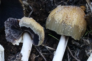  ( - FDS-CA-00774)  @11 [ ] by-nc (2024) Taye Bright Fungal Diversity Survey