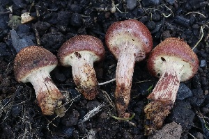  ( - FDS-CA-00776)  @11 [ ] by-nc (2024) Taye Bright Fungal Diversity Survey