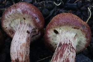 ( - FDS-CA-00776)  @11 [ ] by-nc (2024) Taye Bright Fungal Diversity Survey