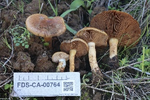  ( - FDS-CA-00764)  @11 [ ] by-nc (2024) Taye Bright Fungal Diversity Survey