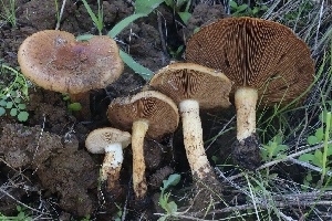 ( - FDS-CA-00764)  @11 [ ] by-nc (2024) Taye Bright Fungal Diversity Survey