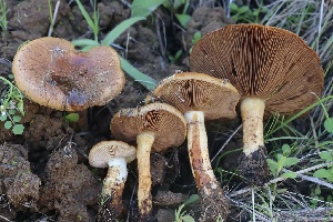  ( - FDS-CA-00764)  @11 [ ] by-nc (2024) Taye Bright Fungal Diversity Survey