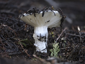  (Hygrophorus sp. CA01 - FDS-CA-01402)  @11 [ ] by-nc (2024) Stu Pickell Fungal Diversity Survey