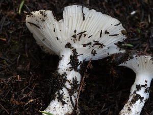  ( - FDS-CA-01402)  @11 [ ] by-nc (2024) Stu Pickell Fungal Diversity Survey