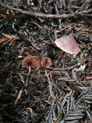  ( - FDS-CA-02196)  @11 [ ] by (2024) Mandy Hackney Fungal Diversity Survey