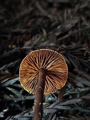  ( - FDS-CA-02196)  @11 [ ] by (2024) Mandy Hackney Fungal Diversity Survey