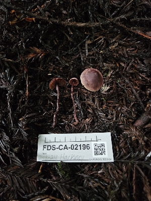  ( - FDS-CA-02196)  @11 [ ] by (2024) Mandy Hackney Fungal Diversity Survey