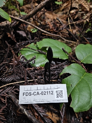  ( - FDS-CA-02112)  @11 [ ] by (2024) Mandy Hackney Fungal Diversity Survey