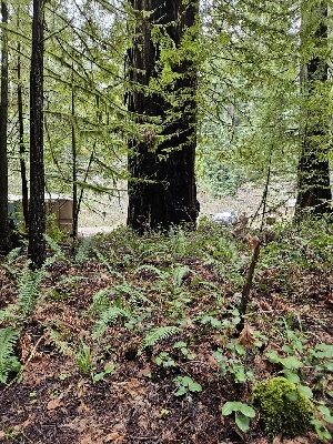  ( - FDS-CA-02112)  @11 [ ] by (2024) Mandy Hackney Fungal Diversity Survey