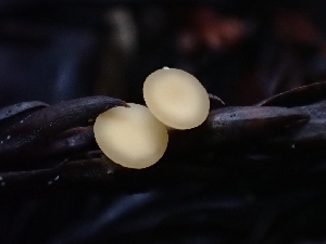  ( - FDS-CA-02113)  @11 [ ] by (2024) Mandy Hackney Fungal Diversity Survey
