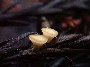  ( - FDS-CA-02113)  @11 [ ] by (2024) Mandy Hackney Fungal Diversity Survey
