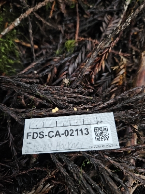  ( - FDS-CA-02113)  @11 [ ] by (2024) Mandy Hackney Fungal Diversity Survey