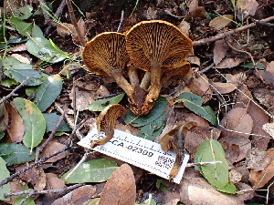  ( - FDS-CA-02399)  @11 [ ] by-nc (2024) Jaren Hockert Fungal Diversity Survey