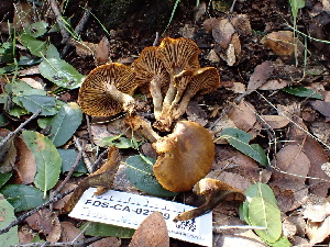 ( - FDS-CA-02399)  @11 [ ] by-nc (2024) Jaren Hockert Fungal Diversity Survey