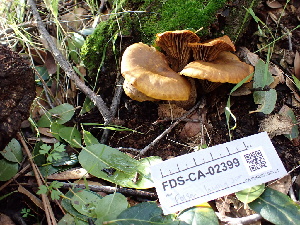  ( - FDS-CA-02399)  @11 [ ] by-nc (2024) Jaren Hockert Fungal Diversity Survey
