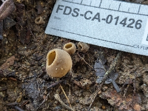  ( - FDS-CA-01426)  @11 [ ] by-nc (2024) Stu Pickell Fungal Diversity Survey