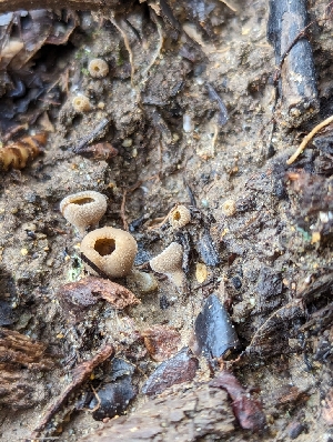  ( - FDS-CA-01426)  @11 [ ] by-nc (2024) Stu Pickell Fungal Diversity Survey